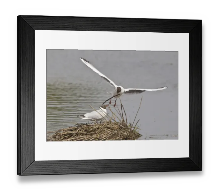 Framed Print : Black-headed Gull -Larus ridibundus- approaching nest with nesting material, Muenster, North Rhine-Westphalia, Germany
