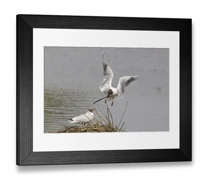 Framed Print : Black-headed Gull -Larus ridibundus- approaching nest with nesting material, Muenster, North Rhine-Westphalia, Germany Framed Print : Black-headed Gull -Larus ridibundus- approaching nest with nesting material, Muenster, North Rhine-Westphalia, Germany