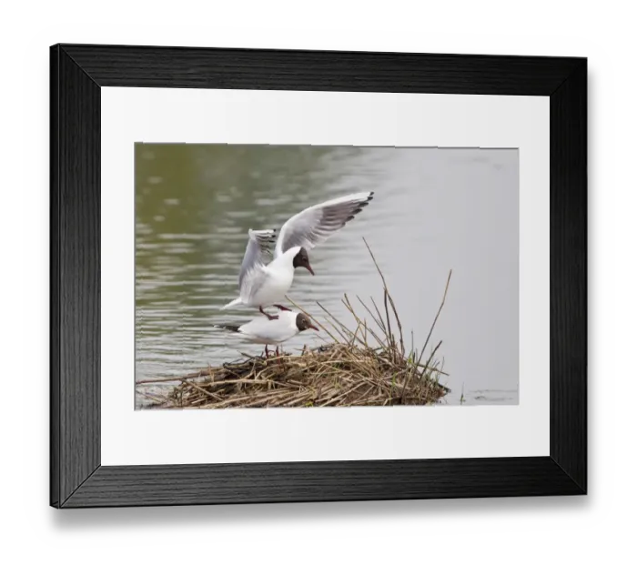 Framed Print : Black-headed gulls -Larus ridibundus-, mating, Muenster, North Rhine-Westphalia, Germany Framed Print : Black-headed gulls -Larus ridibundus-, mating, Muenster, North Rhine-Westphalia, Germany