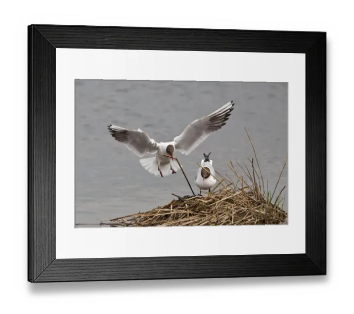 Framed Print : Black-headed Gull -Larus ridibundus- approaching nest with nesting material, Muenster, North Rhine-Westphalia, Germany Framed Print : Black-headed Gull -Larus ridibundus- approaching nest with nesting material, Muenster, North Rhine-Westphalia, Germany
