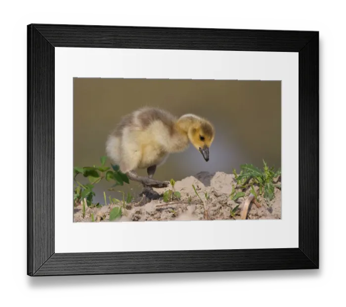 Framed Print : Canada Goose -Branta canadensis-, chick, North Rhine-Westphalia, Germany