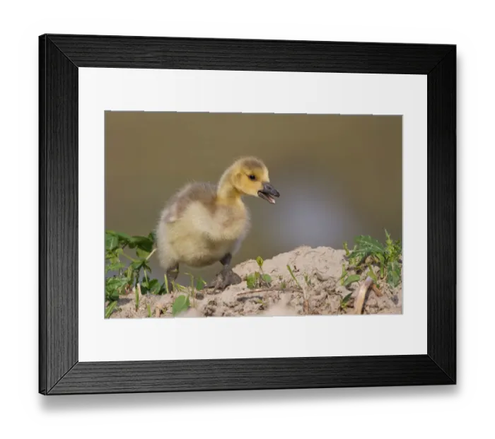 Framed Print : Canada Goose -Branta canadensis-, chick, North Rhine-Westphalia, Germany Framed Print : Canada Goose -Branta canadensis-, chick, North Rhine-Westphalia, Germany