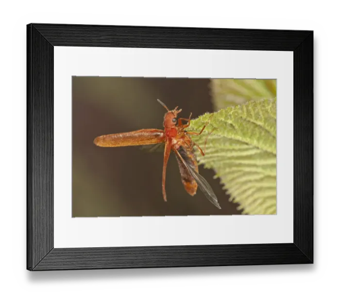 Framed Print : Common Red Soldier Beetle -Rhagonycha fulva- preparing to fly, Untergroningen, Abtsgmuend, Baden-Wurttemberg, Germany Framed Print : Common Red Soldier Beetle -Rhagonycha fulva- preparing to fly, Untergroningen, Abtsgmuend, Baden-Wurttemberg, Germany