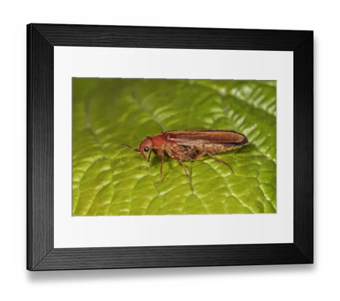 Framed Print : Common Red Soldier Beetle -Rhagonycha fulva-, Untergroningen, Abtsgmuend, Baden-Wurttemberg, Germany Framed Print : Common Red Soldier Beetle -Rhagonycha fulva-, Untergroningen, Abtsgmuend, Baden-Wurttemberg, Germany