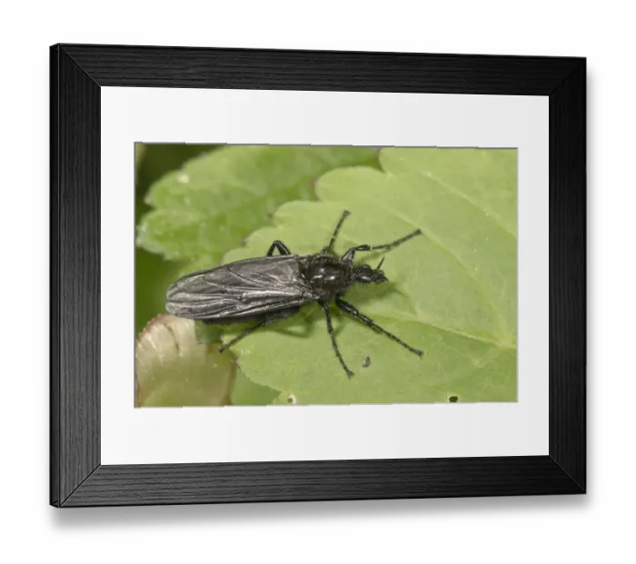 Framed Print : March Fly -Bibio marci-, female, Untergroningen, Abtsgmuend, Baden-Wurttemberg, Germany