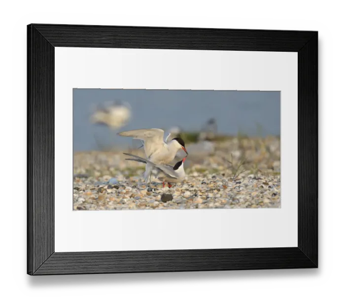 Framed Print : Common Terns -Sterna hirundo-, pair mating in a breeding colony on a shell bank, Wagejot Nature Reserve, Texel, West Frisian Islands, province of North Holland, Netherlands Framed Print : Common Terns -Sterna hirundo-, pair mating in a breeding colony on a shell bank, Wagejot Nature Reserve, Texel, West Frisian Islands, province of North Holland, Netherlands