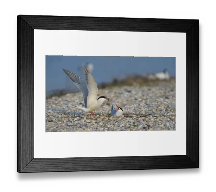 Framed Print : Common Tern -Sterna hirundo-, male handing over a bridal gift to a female, breeding colony on a shell bank, Wagejot Nature Reserve, Texel, West Frisian Islands, province of North Holland, Netherlands Framed Print : Common Tern -Sterna hirundo-, male handing over a bridal gift to a female, breeding colony on a shell bank, Wagejot Nature Reserve, Texel, West Frisian Islands, province of North Holland, Netherlands
