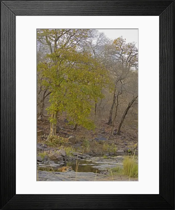 Framed Print : Bengal Tiger -Panthera tigris tigris- sleeping in the forest, Ranthambhore National Park, Sawai Madhopur, India Framed Print : Bengal Tiger -Panthera tigris tigris- sleeping in the forest, Ranthambhore National Park, Sawai Madhopur, India