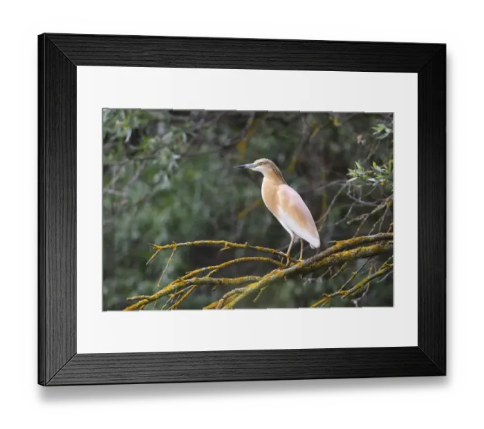 Framed Print : Squacco Heron -Ardeola ralloides- perched on a tree branch, Kiskunsag National Park, Bacs-Kiskun County, Hungary Framed Print : Squacco Heron -Ardeola ralloides- perched on a tree branch, Kiskunsag National Park, Bacs-Kiskun County, Hungary