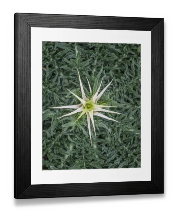 Framed Print : Thistle, Aragon, Spain Framed Print : Thistle, Aragon, Spain
