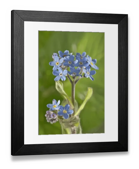 Framed Print : Water Forget-me-not or True Forget-me-not -Myosotis palustris-, Untergroningen, Abtsgmuend, Baden-Wurttemberg, Germany Framed Print : Water Forget-me-not or True Forget-me-not -Myosotis palustris-, Untergroningen, Abtsgmuend, Baden-Wurttemberg, Germany
