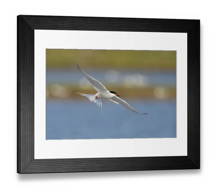 Framed Print : Common Tern -Sterna hirundo- in flight over a nesting colony, Wagejot Nature Reserve, Texel, West Frisian Islands, province of North Holland, Netherlands Framed Print : Common Tern -Sterna hirundo- in flight over a nesting colony, Wagejot Nature Reserve, Texel, West Frisian Islands, province of North Holland, Netherlands