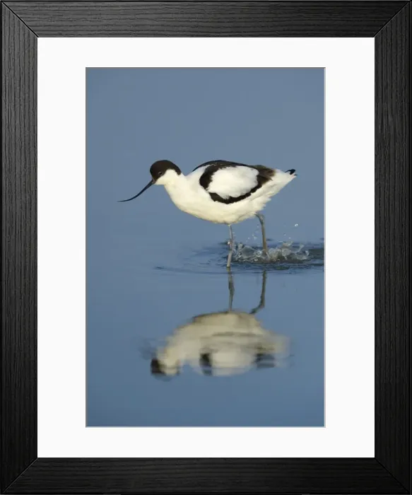 Framed Print : Pied Avocet -Recurvirostra avosetta-, foraging for food, Wagejot Nature Reserve, Texel, West Frisian Islands, province of North Holland, Netherlands Framed Print : Pied Avocet -Recurvirostra avosetta-, foraging for food, Wagejot Nature Reserve, Texel, West Frisian Islands, province of North Holland, Netherlands