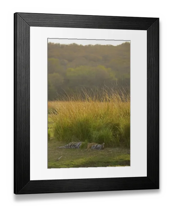 Framed Print : Bengal Tiger -Panthera tigris tigris-, sleeping, Ranthambhore National Park, Sawai Madhopur, India Framed Print : Bengal Tiger -Panthera tigris tigris-, sleeping, Ranthambhore National Park, Sawai Madhopur, India