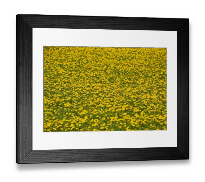 Framed Print : Dandelion -Taraxacum sect. Ruderalia-, many flowers in a meadow, Thuringia, Germany Framed Print : Dandelion -Taraxacum sect. Ruderalia-, many flowers in a meadow, Thuringia, Germany