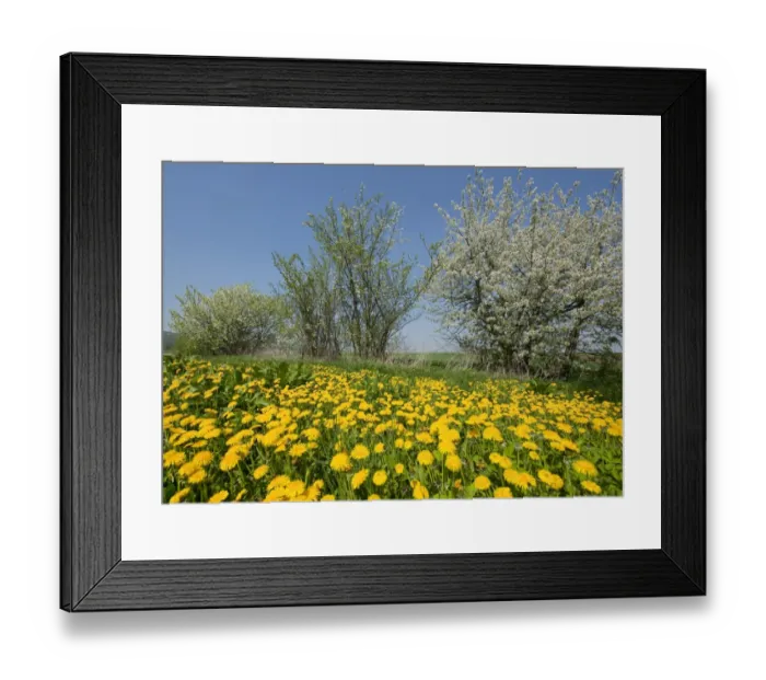 Framed Print : Blooming Dandelions -Taraxacum sect. Ruderalia- and flowering Blackthorn -Prunus spinosa-, Thuringia, Germany Framed Print : Blooming Dandelions -Taraxacum sect. Ruderalia- and flowering Blackthorn -Prunus spinosa-, Thuringia, Germany
