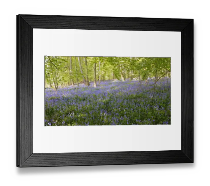 Framed Print : Spanish Bluebells -Hyacinthoides hispanica- in a deciduous forest Framed Print : Spanish Bluebells -Hyacinthoides hispanica- in a deciduous forest