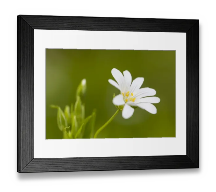 Framed Print : Greater Stitchwort -Stellaria holostea- Framed Print : Greater Stitchwort -Stellaria holostea-