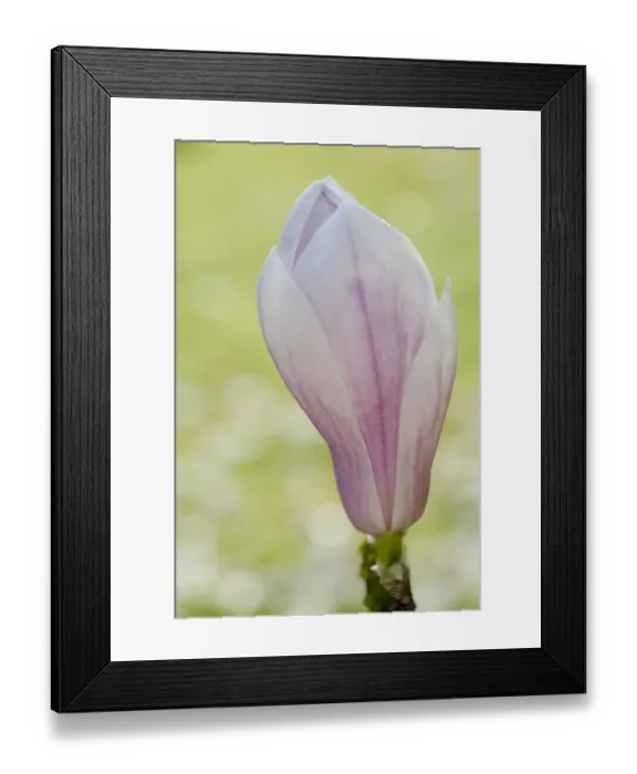 Framed Print : Magnolia -Magnolia-, flower, Bavaria, Germany Framed Print : Magnolia -Magnolia-, flower, Bavaria, Germany