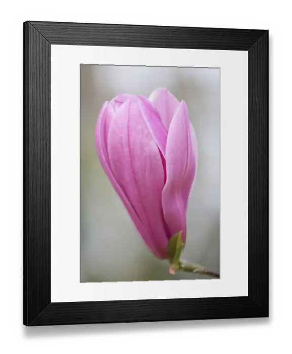 Framed Print : Magnolia -Magnolia-, flower, Bavaria, Germany Framed Print : Magnolia -Magnolia-, flower, Bavaria, Germany