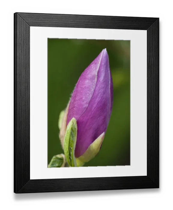 Framed Print : Magnolia -Magnolia-, flower, Bavaria, Germany