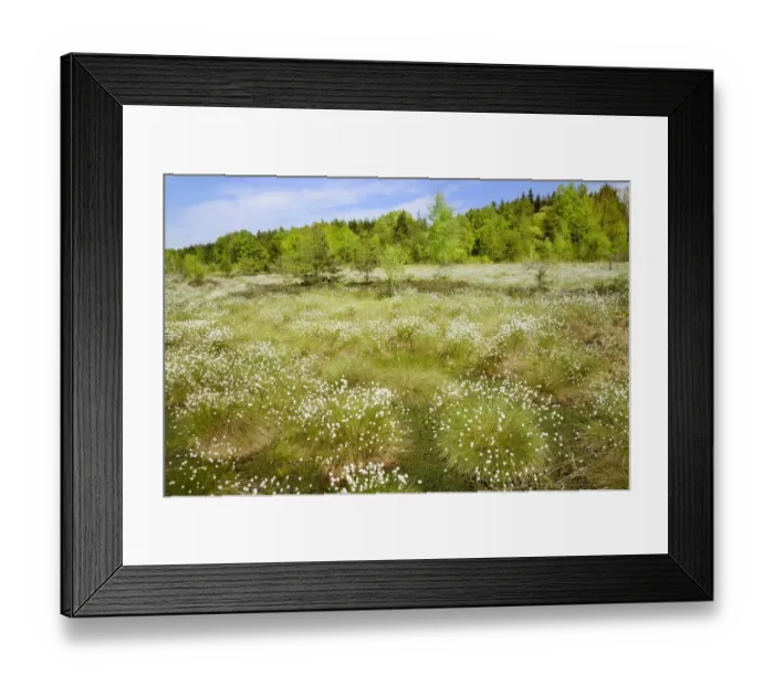 Framed Print : Flooded bog with blooming Hare s-tail Cottongrass, Tussock Cottongrass or Sheathed Cottonsedge -Eriophorum vaginatum- in the siltation ponds with Peat Moss -Sphagnum sp. -, Grundbeckenmoor marsh near Rosenheim, Inntal, Voralpenland, Raubling, Upper Framed Print : Flooded bog with blooming Hare s-tail Cottongrass, Tussock Cottongrass or Sheathed Cottonsedge -Eriophorum vaginatum- in the siltation ponds with Peat Moss -Sphagnum sp. -, Grundbeckenmoor marsh near Rosenheim, Inntal, Voralpenland, Raubling, Upper