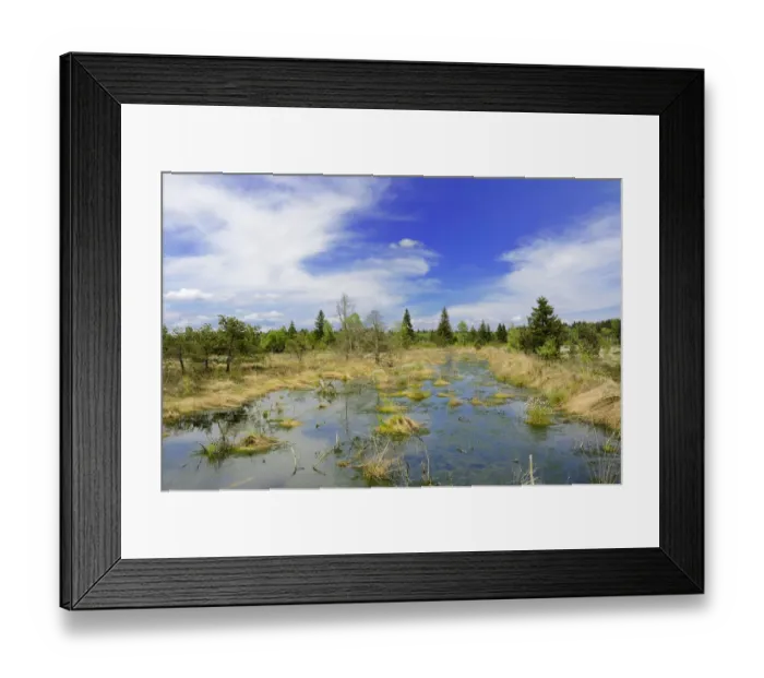 Framed Print : Flooded bog with Peat Moss -Sphagnum sp. - and dead pines, Grundbeckenmoor marsh near Rosenheim, Inntal, Voralpenland, Raubling, Upper Bavaria, Bavaria, Germany Framed Print : Flooded bog with Peat Moss -Sphagnum sp. - and dead pines, Grundbeckenmoor marsh near Rosenheim, Inntal, Voralpenland, Raubling, Upper Bavaria, Bavaria, Germany