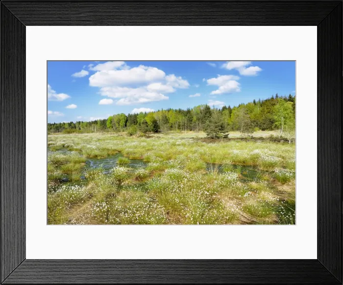 Framed Print : Flooded bog with blooming Hare s-tail Cottongrass, Tussock Cottongrass or Sheathed Cottonsedge -Eriophorum vaginatum-, Grundbeckenmoor marsh near Rosenheim, Inntal, Voralpenland, Raubling, Upper Bavaria, Bavaria, Germany Framed Print : Flooded bog with blooming Hare s-tail Cottongrass, Tussock Cottongrass or Sheathed Cottonsedge -Eriophorum vaginatum-, Grundbeckenmoor marsh near Rosenheim, Inntal, Voralpenland, Raubling, Upper Bavaria, Bavaria, Germany