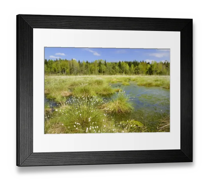 Framed Print : Flooded bog with blooming Hare s-tail Cottongrass, Tussock Cottongrass or Sheathed Cottonsedge -Eriophorum vaginatum- in the siltation ponds with Peat Moss -Sphagnum sp. -, Grundbeckenmoor marsh near Rosenheim, Inntal, Voralpenland, Raubling, Upper