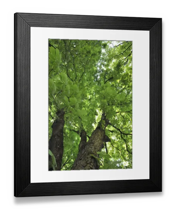 Framed Print : Horse Chestnut -Aesculus hippocastanum-, Oberrusselbach, Upper Franconia, Bavaria, Germany Framed Print : Horse Chestnut -Aesculus hippocastanum-, Oberrusselbach, Upper Franconia, Bavaria, Germany