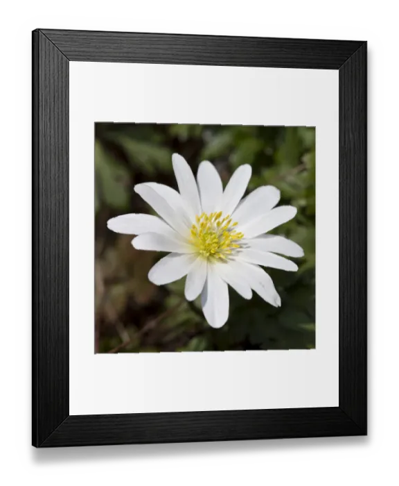 Framed Print : Grecian Windflower -Anemone blanda White Splendour -