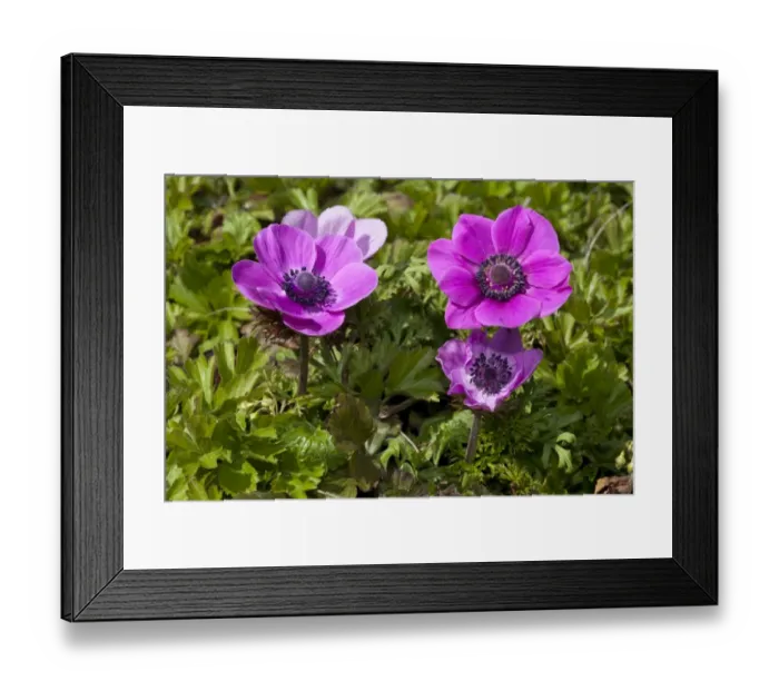 Framed Print : Poppy Anemone or Spanish Marigold -Anemone coronaria- Framed Print : Poppy Anemone or Spanish Marigold -Anemone coronaria-