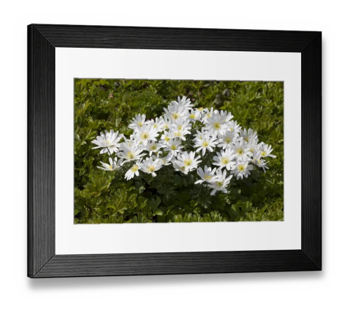 Framed Print : Grecian Windflowers -Anemone blanda White Splendour -