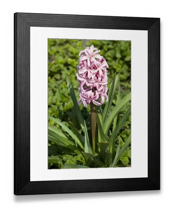 Framed Print : Hyacinth -Hyacinthus sp. - Framed Print : Hyacinth -Hyacinthus sp. -