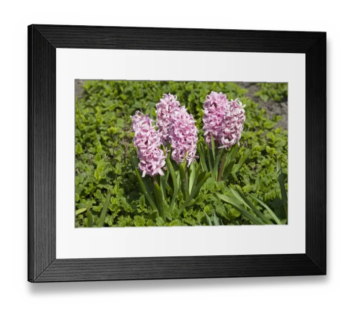 Framed Print : Hyacinth -Hyacinthus sp. - Framed Print : Hyacinth -Hyacinthus sp. -