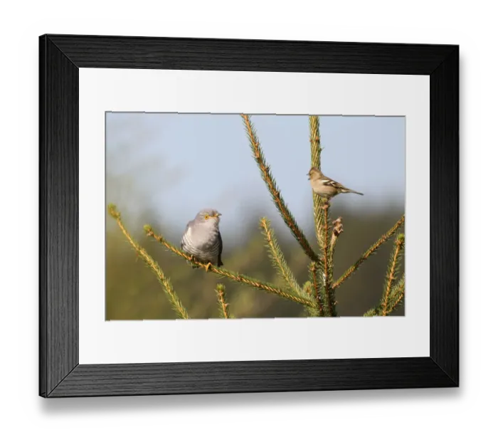 Framed Print : Chaffinch -Fringilla coelebs- being angry with a cuckoo -Cuculus canorus-, Allgau, Bavaria, Germany Framed Print : Chaffinch -Fringilla coelebs- being angry with a cuckoo -Cuculus canorus-, Allgau, Bavaria, Germany