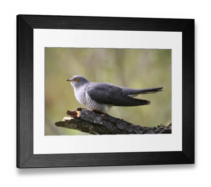 Framed Print : Cuckoo -Cuculus canorus-, Allgau, Bavaria, Germany Framed Print : Cuckoo -Cuculus canorus-, Allgau, Bavaria, Germany