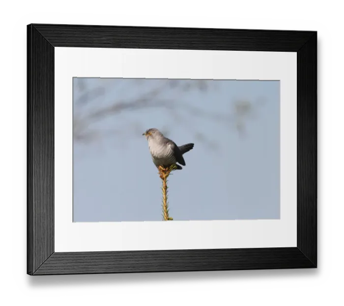 Framed Print : Cuckoo -Cuculus canorus-, Allgau, Bavaria, Germany Framed Print : Cuckoo -Cuculus canorus-, Allgau, Bavaria, Germany