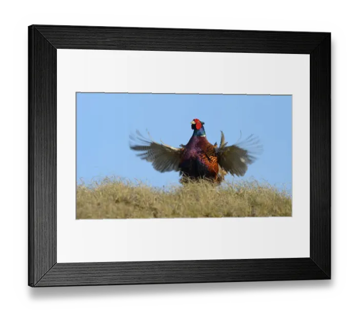 Framed Print : Common Pheasant -Phasianus colchicus-, cock displaying, Dunes of Texel National Park, Texel, West Frisian Islands, Province of North Holland, Netherlands Framed Print : Common Pheasant -Phasianus colchicus-, cock displaying, Dunes of Texel National Park, Texel, West Frisian Islands, Province of North Holland, Netherlands
