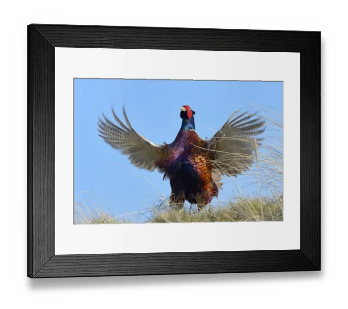 Framed Print : Common Pheasant -Phasianus colchicus-, cock displaying, Dunes of Texel National Park, Texel, West Frisian Islands, Province of North Holland, Netherlands Framed Print : Common Pheasant -Phasianus colchicus-, cock displaying, Dunes of Texel National Park, Texel, West Frisian Islands, Province of North Holland, Netherlands