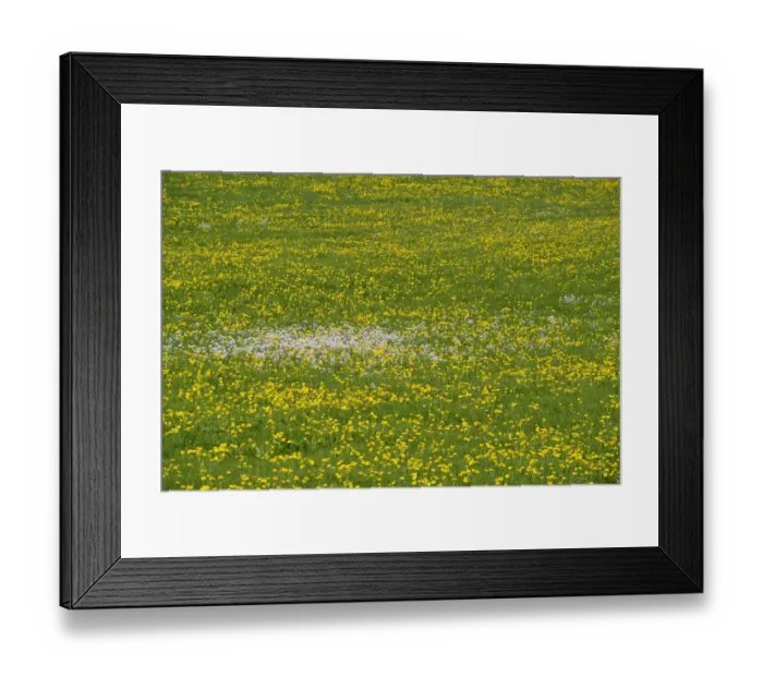 Framed Print : Meadow with Dandelions -Taraxacum officinale- in spring, Bavaria, Germany Framed Print : Meadow with Dandelions -Taraxacum officinale- in spring, Bavaria, Germany