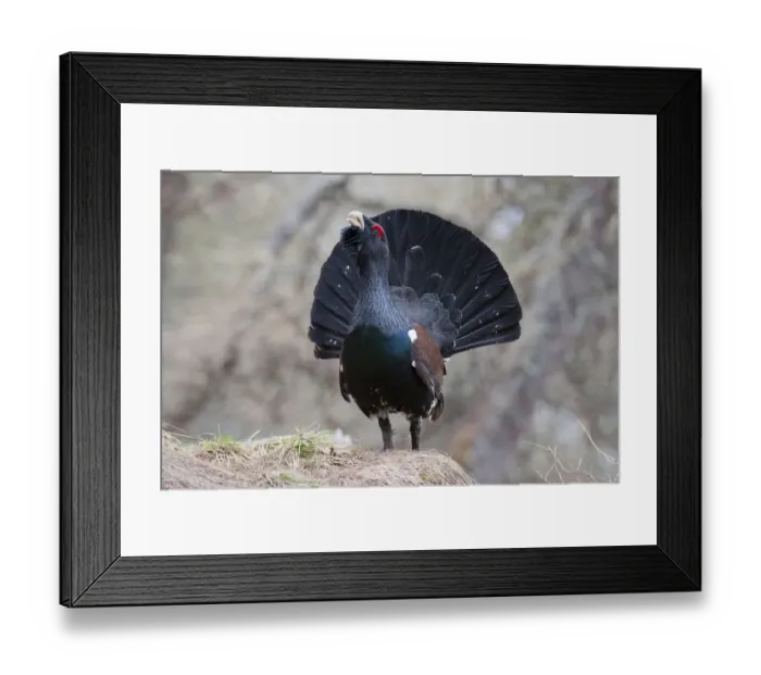 Framed Print : Western Capercaillie -Tetrao urogallus-, courtship display, Tyrol, Austria Framed Print : Western Capercaillie -Tetrao urogallus-, courtship display, Tyrol, Austria
