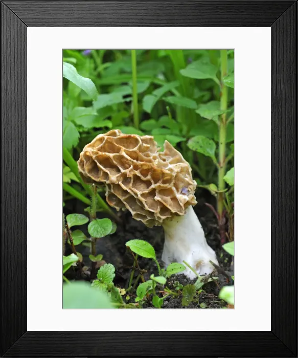 Framed Print : Black Morel -Morchella elata-, Eckental, Middle Franconia, Bavaria, Germany Framed Print : Black Morel -Morchella elata-, Eckental, Middle Franconia, Bavaria, Germany