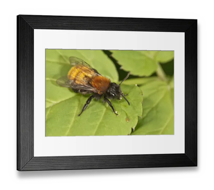 Framed Print : Tawny Mining Bee -Andrena fulva-, Untergroningen, Abtsgmuend, Baden-Wurttemberg, Germany Framed Print : Tawny Mining Bee -Andrena fulva-, Untergroningen, Abtsgmuend, Baden-Wurttemberg, Germany