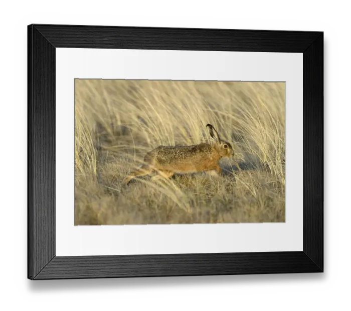 Framed Print : European Hare -Lepus europaeus-, running in the tall marram grass, Dunes of Texel National Park, Texel, West Frisian Islands, province of North Holland, Netherlands Framed Print : European Hare -Lepus europaeus-, running in the tall marram grass, Dunes of Texel National Park, Texel, West Frisian Islands, province of North Holland, Netherlands