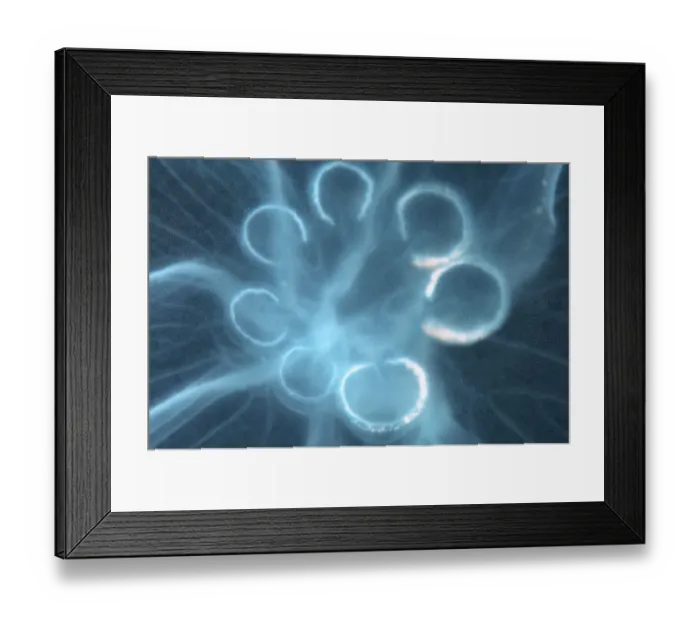Framed Print : Moon Jellyfish, Saucer Jelly -Aurelia aurita-, genetic mutation with seven gonads instead of four, Black Sea, Crimea, Ukraine