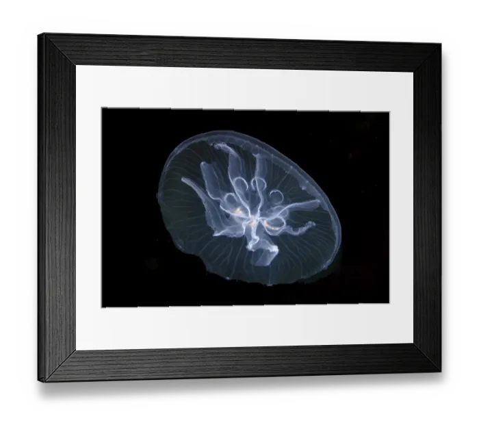 Framed Print : Moon jelly -Aurelia aurita-, here a mutation with seven gonads instead of four, Black Sea, Crimea, Ukraine Framed Print : Moon jelly -Aurelia aurita-, here a mutation with seven gonads instead of four, Black Sea, Crimea, Ukraine