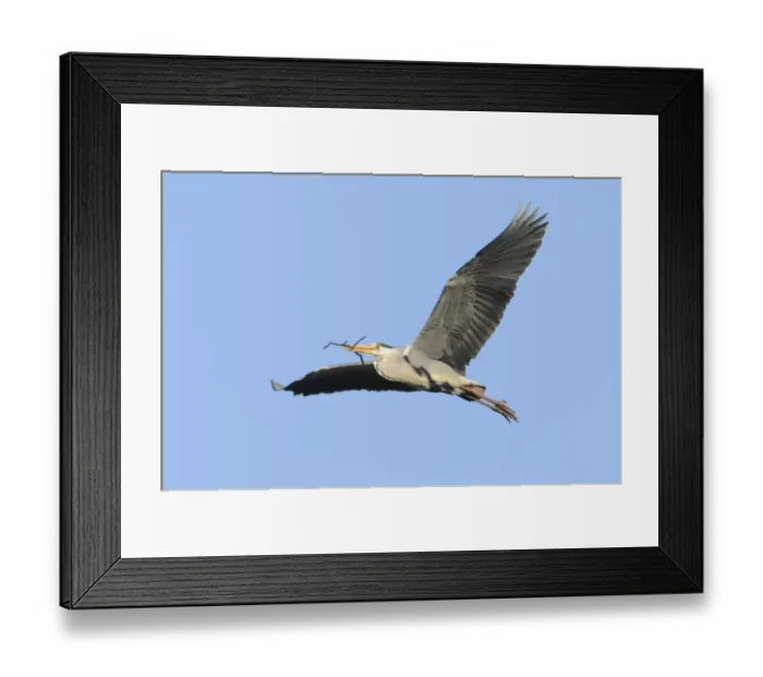 Framed Print : Grey Heron -Ardea cinerea- in flight with nesting material, Hamburg, Germany Framed Print : Grey Heron -Ardea cinerea- in flight with nesting material, Hamburg, Germany