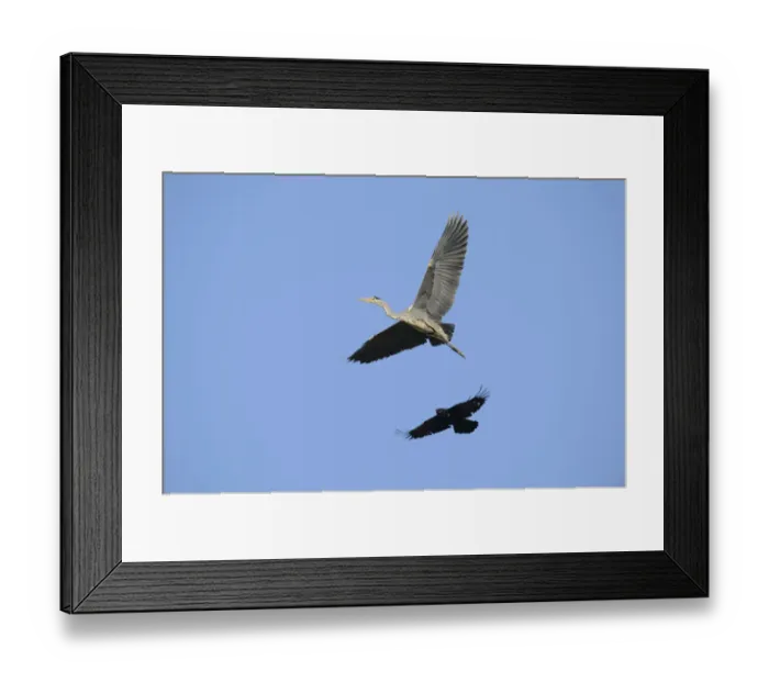 Framed Print : A Crow -Corvus sp. - is mobbing a Grey Heron -Ardea cinerea- in order to drive it from its territory, Hamburg, Germany Framed Print : A Crow -Corvus sp. - is mobbing a Grey Heron -Ardea cinerea- in order to drive it from its territory, Hamburg, Germany