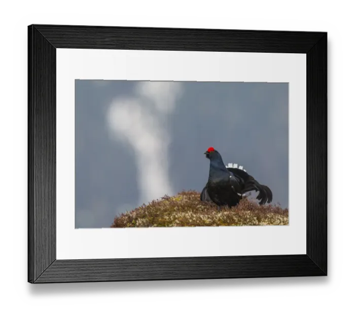 Framed Print : Black Grouse -Lyrurus tetrix-, cock displaying, Tyrol, Austria Framed Print : Black Grouse -Lyrurus tetrix-, cock displaying, Tyrol, Austria